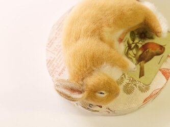うたたねうさぎの画像