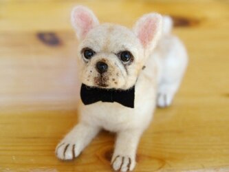 フレンチブルドック　犬　蝶ネクタイ付きの画像