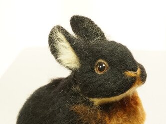 うさぎ・タンパターン　ブラックタンの画像