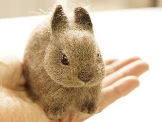 ちびっこいうさぎ　茶色の画像