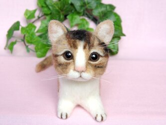 三毛猫ちゃんの画像