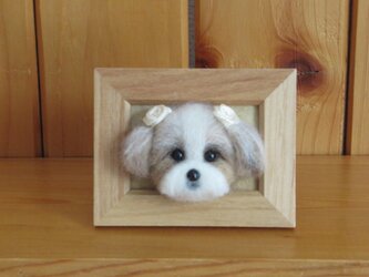シーズー犬　フレーム　の画像