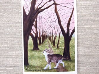 「桜舞う道に猫」（お好きなﾎﾟｽﾄｶｰﾄﾞ2枚）の画像