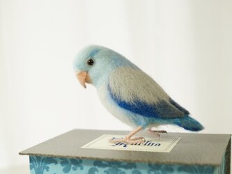 マメルリハ（ブルー）の画像
