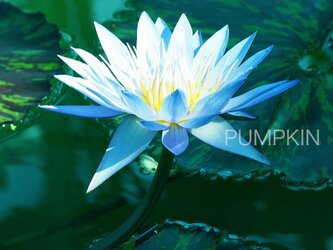 青い炎　　PH-A4-017    　写真  　A4   　蓮　　青　水の花　青紫の画像