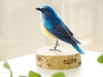 ルリビタキ　オスの画像