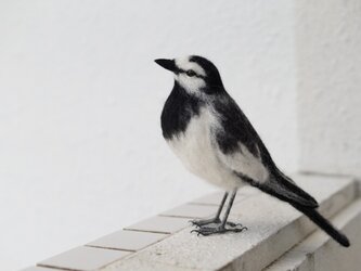 ハクセキレイ　オスの画像