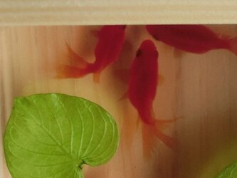 金魚アート 3D金魚  「扇」純日本製 流金 プレゼント 誕生日 結婚 退職 還暦 祝い 男性 女性 クリスマス ハート 桧 木の画像