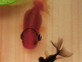 樹脂金魚 金魚アート 「楽」 純日本製 プレゼント 誕生日 結婚 退職 還暦 祝い 男性 女性 クリスマスの画像