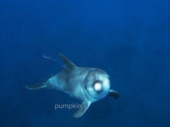 こんにちは  　PH-A4-047  イルカ　ドルフィン　水中　碧い海　海　オーシャンの画像