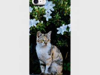 存在感ある絵になる猫　猫とブルーフラワー(海外で花嫁がブーケにする花)の画像