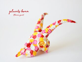flowers born （goat)の画像