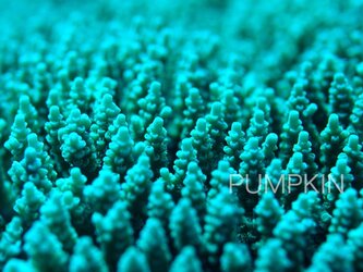 珊瑚のポリプ　PH-A4-090 　沖縄　石垣島　サンゴ礁の画像