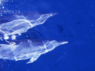 海原をいく-Ⅱ　PH-A4-0100  写真　オーストラリア　イルカ　碧い海　海　オーシャン　砂漠　浅瀬　渚の画像