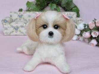 可愛いシーズー　犬　の画像