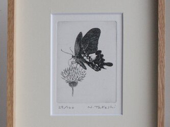 蝶とアザミ / 銅版画 (額あり）の画像