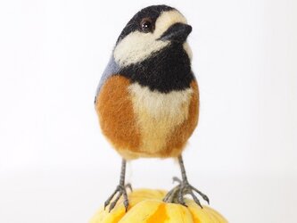 ヤマガラ 正面向きの画像