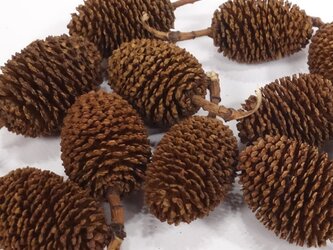 ヤシャブシの実10個 ～ドライ、クラフト、リース、オーナメント、水槽などに メール便対応の画像