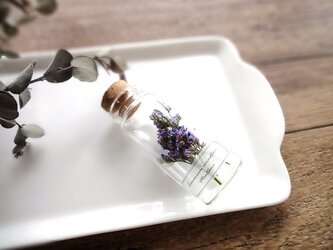 植物標本　Botanical Collection■No.2　スターチス　モンタナの画像
