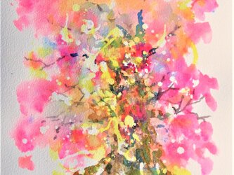 千年樹(桜花爛漫)の画像