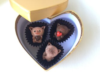 チョコレートみたいな猫さんトリオの画像