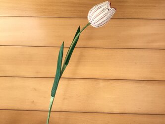 ラタン（籐）の花　～フチがピンクのチューリップ～の画像