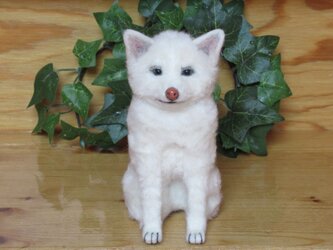 秋田犬　Ｆ様ご予約品の画像