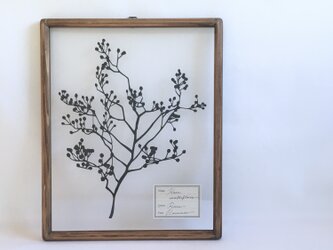 【植物標本シリーズ】ノイバラの切り絵フレーム_Aの画像