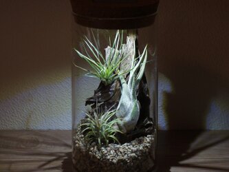 bottle terrarium 95の画像