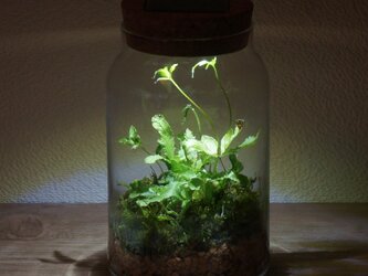 bottle terrarium 75の画像