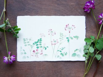 絵葉書【蓮華咲く】の画像