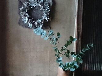 シルバーリーフとユーカリの実のリースの画像