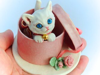 Cat in the box!の画像