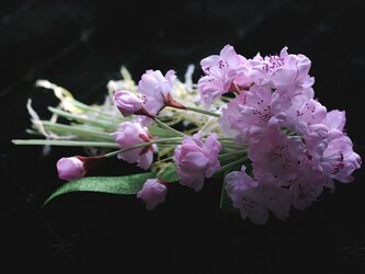 桜のコサージュＥ－３の画像