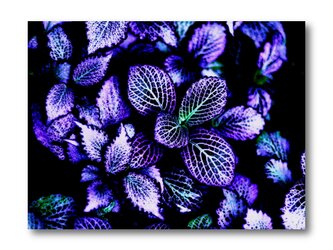【写真のみ】FalseFlower【A4 送料無料 アートフォト】テキスト挿入のオーダー承りますの画像