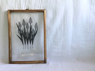 【植物標本シリーズ】ムスカリの切り絵フレームの画像