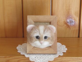 スコティッシュフォールドロングヘアーの子猫　フレーム　の画像