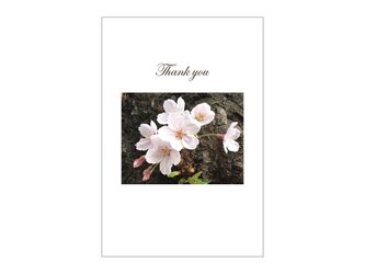 桜の39card⑤の画像