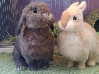 【ｵｰﾀﾞｰ】うさぎ等身大(体重1.5㎏以上2.0㎏未満)の画像