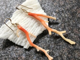 Twig coral pierce "海からそのままやって来た枝珊瑚のシングルピアス”の画像