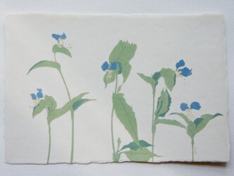 絵葉書【朝咲き露草】の画像