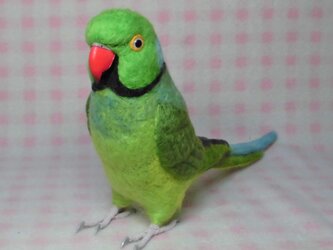 ライフサイズ　ワカケホンセイインコ★ルチノーやブルーに変更可能　羊毛フェルト　受注作成　うちの子オーダー可能　羊毛インコ　リアルの画像