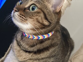 猫ちゃん＆超小型犬用　バックル首輪　(内周２０.５cm～２２cm)の画像