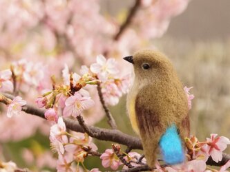 ルリビタキ　メスの画像
