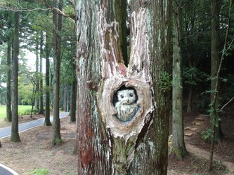 フクロウの巣3Dオブジェ（木に埋め込む）の画像