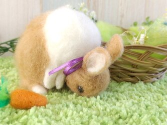 【セール】羊毛うさぎM*ダッチオレンジ*立ち耳*食ふんの画像
