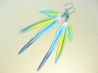 粘土の羽根飾り＿セキセイインコPRブルー＿ピアス・イヤリング＿中 大 特大の画像