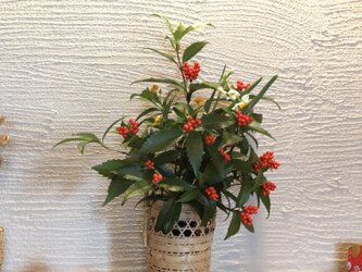 有馬花籠の画像