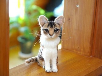 【キジトラ白猫ちゃん　大きめの子】　の画像