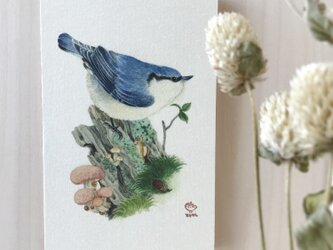 「ゴジュウカラとホシアンズタケ」の13x20cm パネルの画像